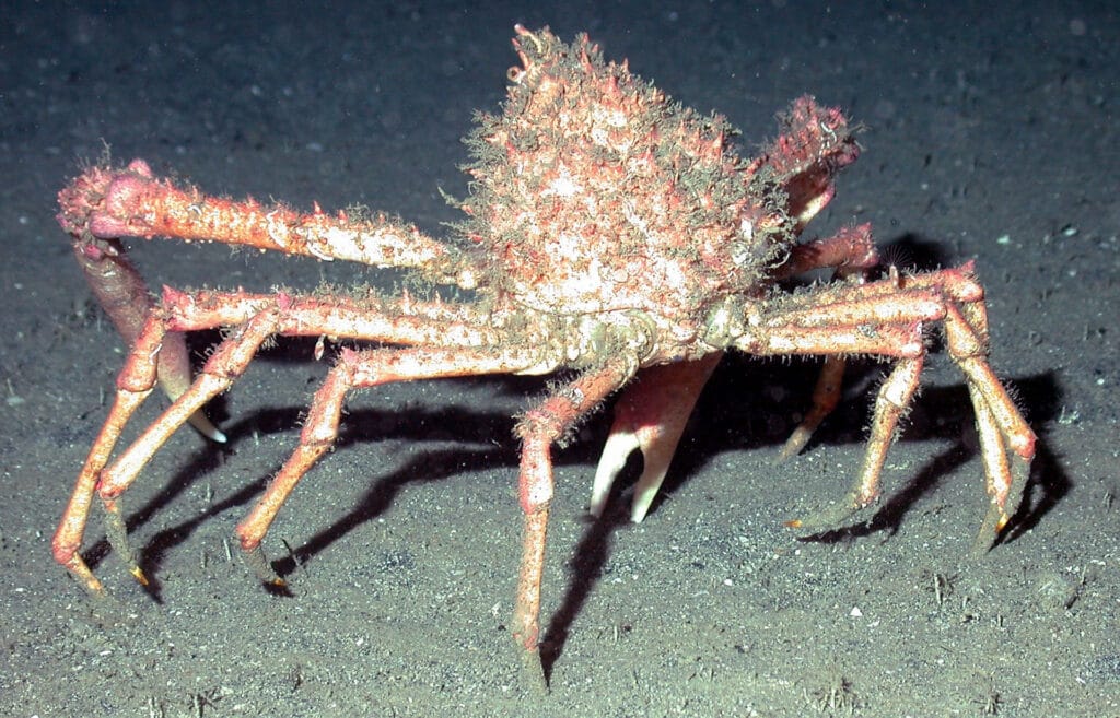 Araignée de Mer : Comment la cuire ? Quelle est la Saison ? Guide !
