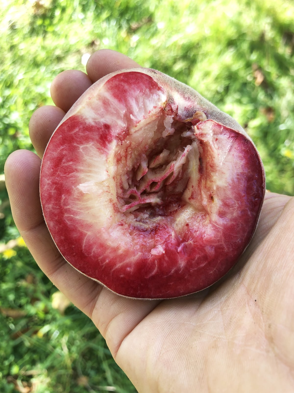Arbr’enVie : Pépinière d'arbres fruitiers bio et rustiques (35) Arbr’enVie : Pépinière d'arbres fruitiers bio et rustiques (35)