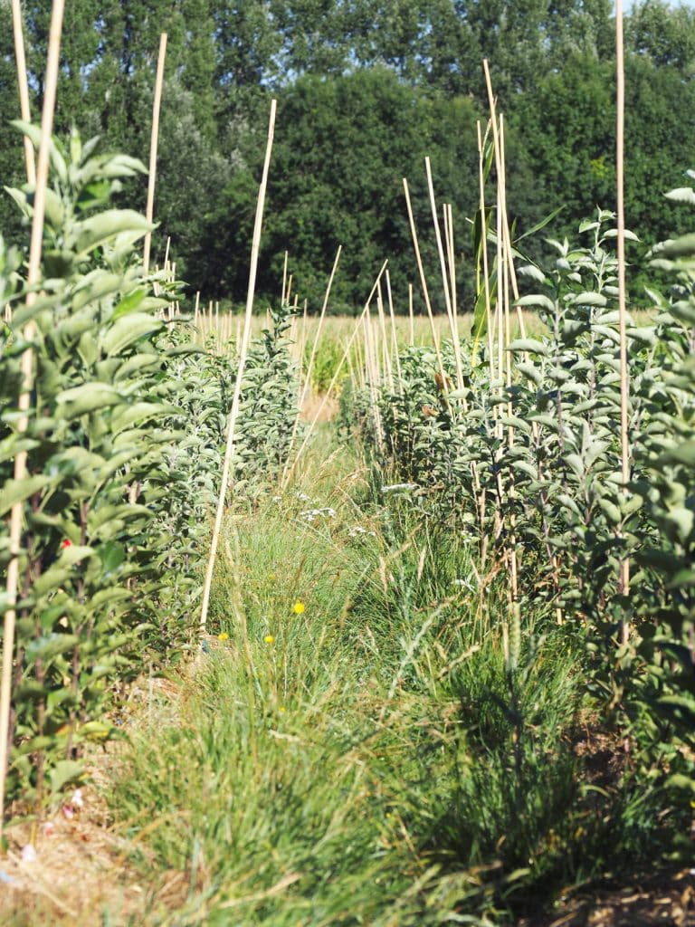 Arbr’enVie : Pépinière d'arbres fruitiers bio et rustiques (35) Arbr’enVie : Pépinière d'arbres fruitiers bio et rustiques (35)