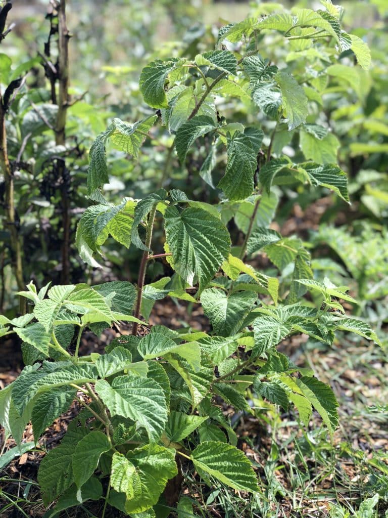 Arbr’enVie : Pépinière d'arbres fruitiers bio et rustiques (35) Arbr’enVie : Pépinière d'arbres fruitiers bio et rustiques (35)