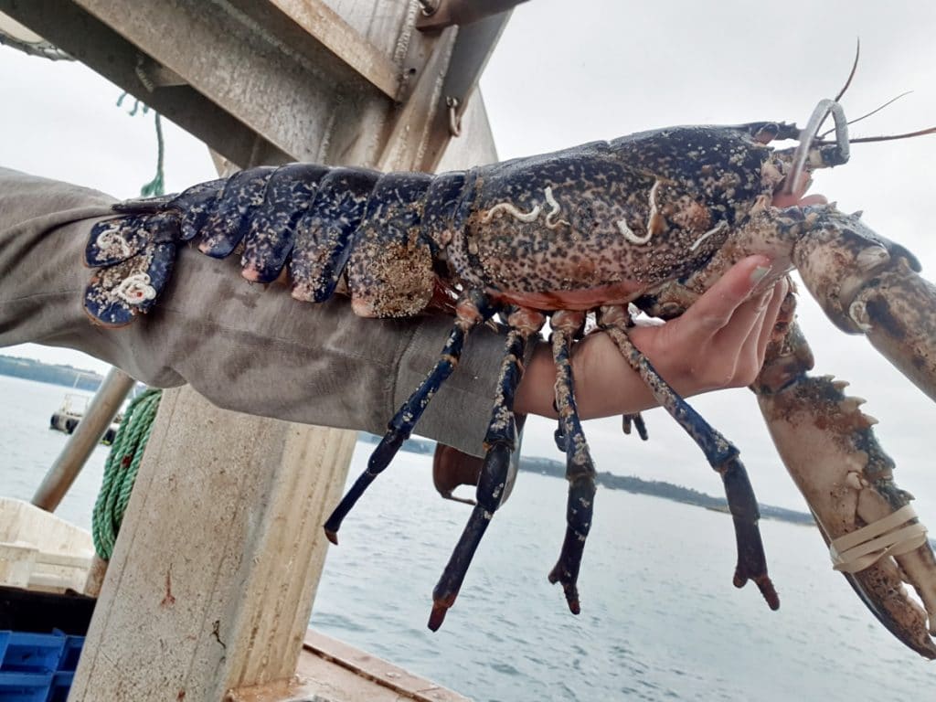 Huile de homard breton : Quel goût ? Comment la cuisiner ? La recette !