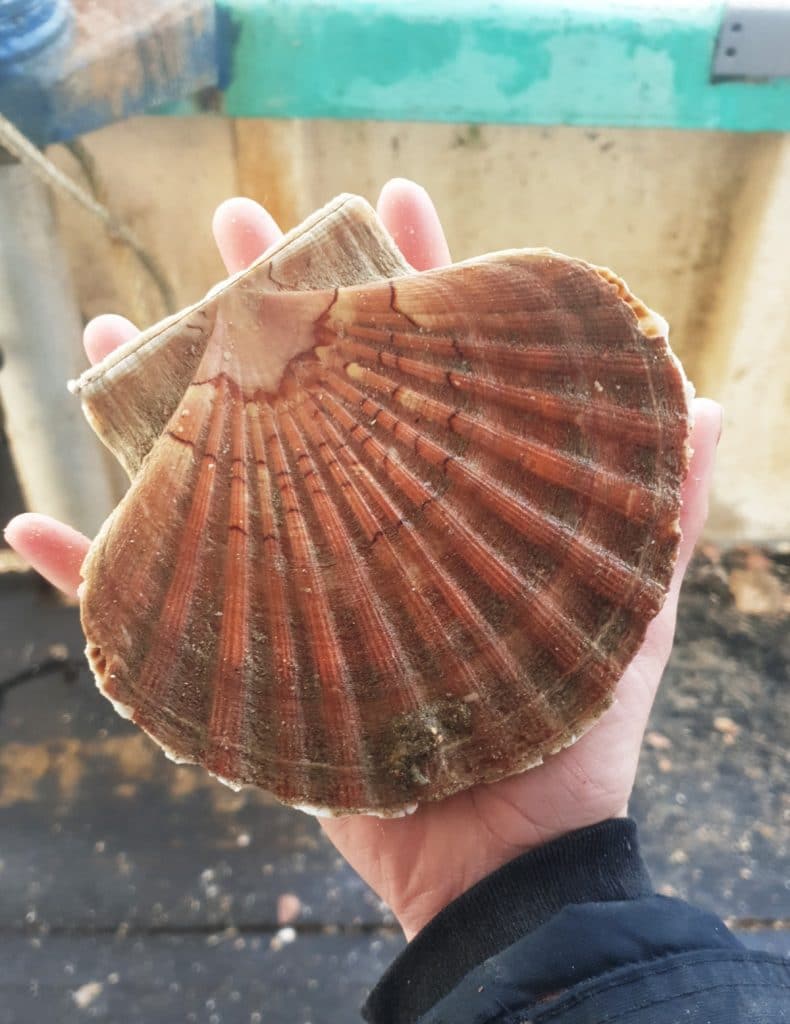 La coquille Saint-Jacques : saison, pêche, recettes...