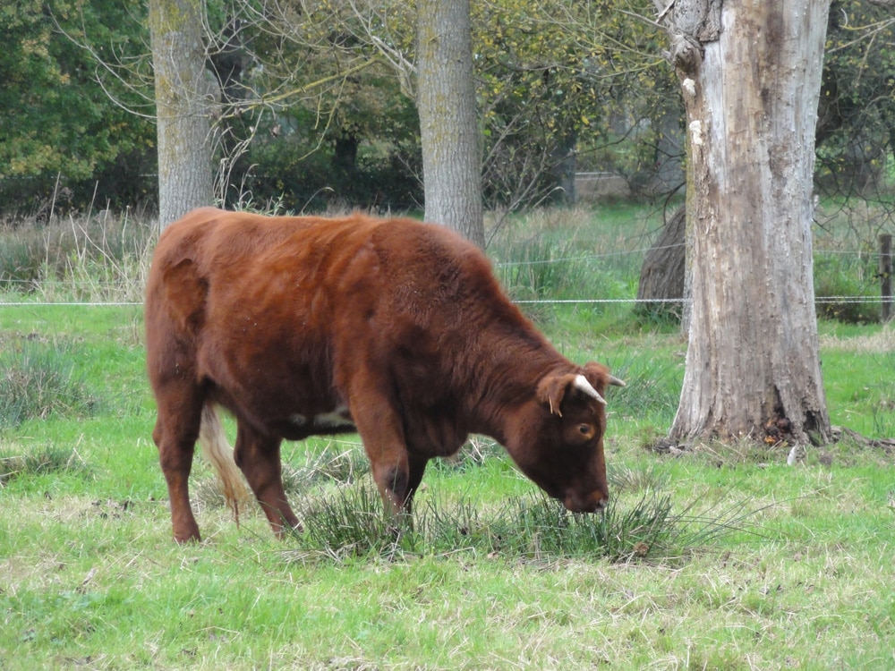 Comment bien choisir sa viande bovine ? On vous explique tout !