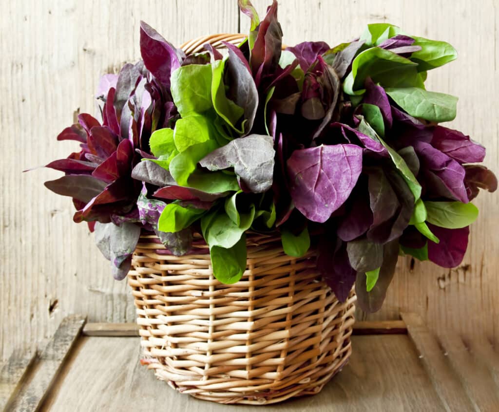 Arroche : Goût, Bienfaits, Origine, Saison et idées de Recettes...