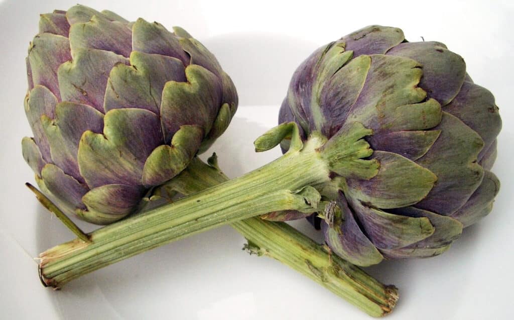 Artichaut : comment le cuire et le cuisiner ? Quels bienfaits ?