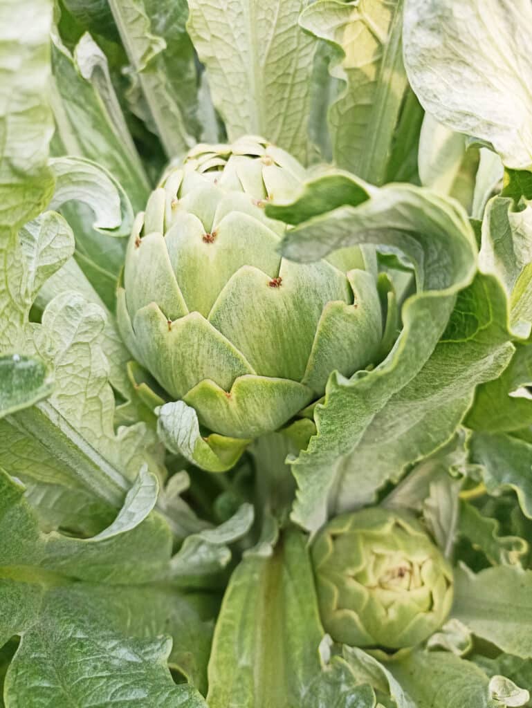 Artichaut : comment le cuire et le cuisiner ? Quels bienfaits ?
