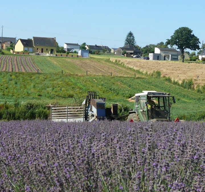 Des huiles essentielles produites en Bretagne : Avelenn Des huiles essentielles produites en Bretagne : Avelenn