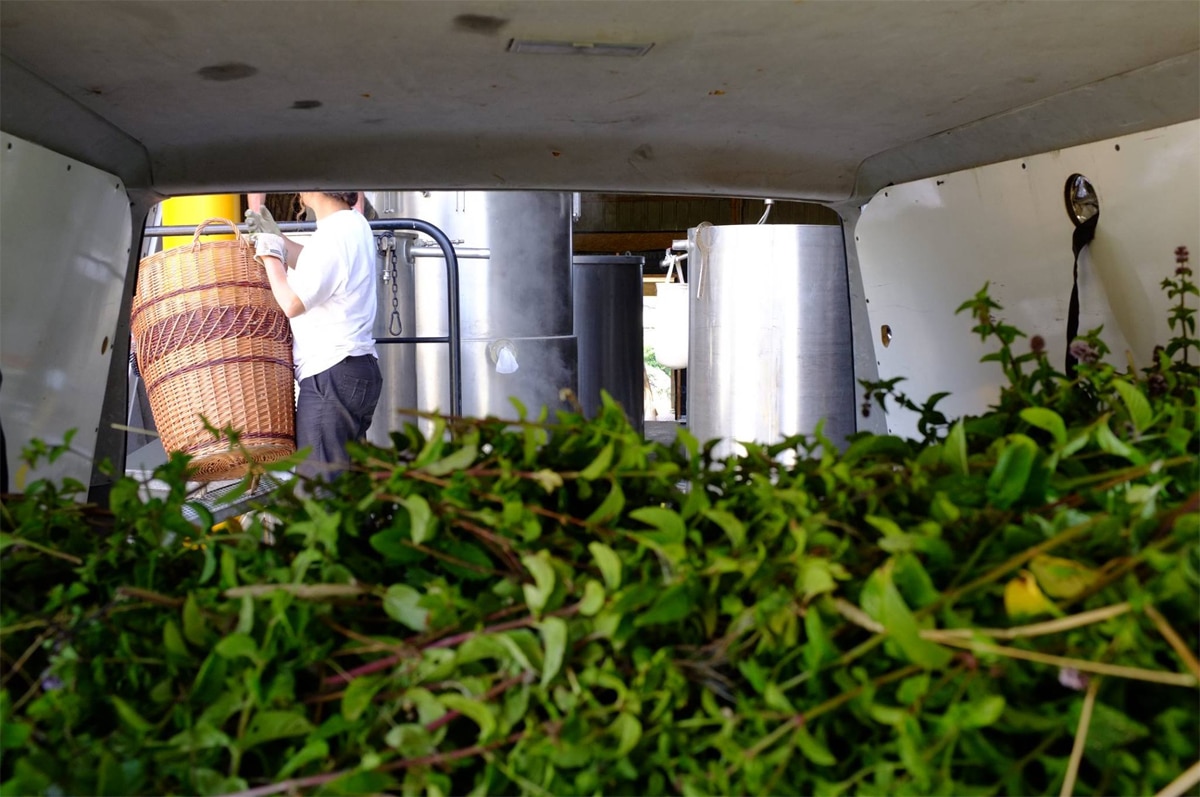 Des huiles essentielles produites en Bretagne : Avelenn Des huiles essentielles produites en Bretagne : Avelenn