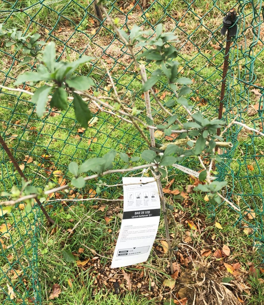 Comment faire une haie gourmande dans son jardin ? Nos conseils Comment faire une haie gourmande dans son jardin ? Nos conseils