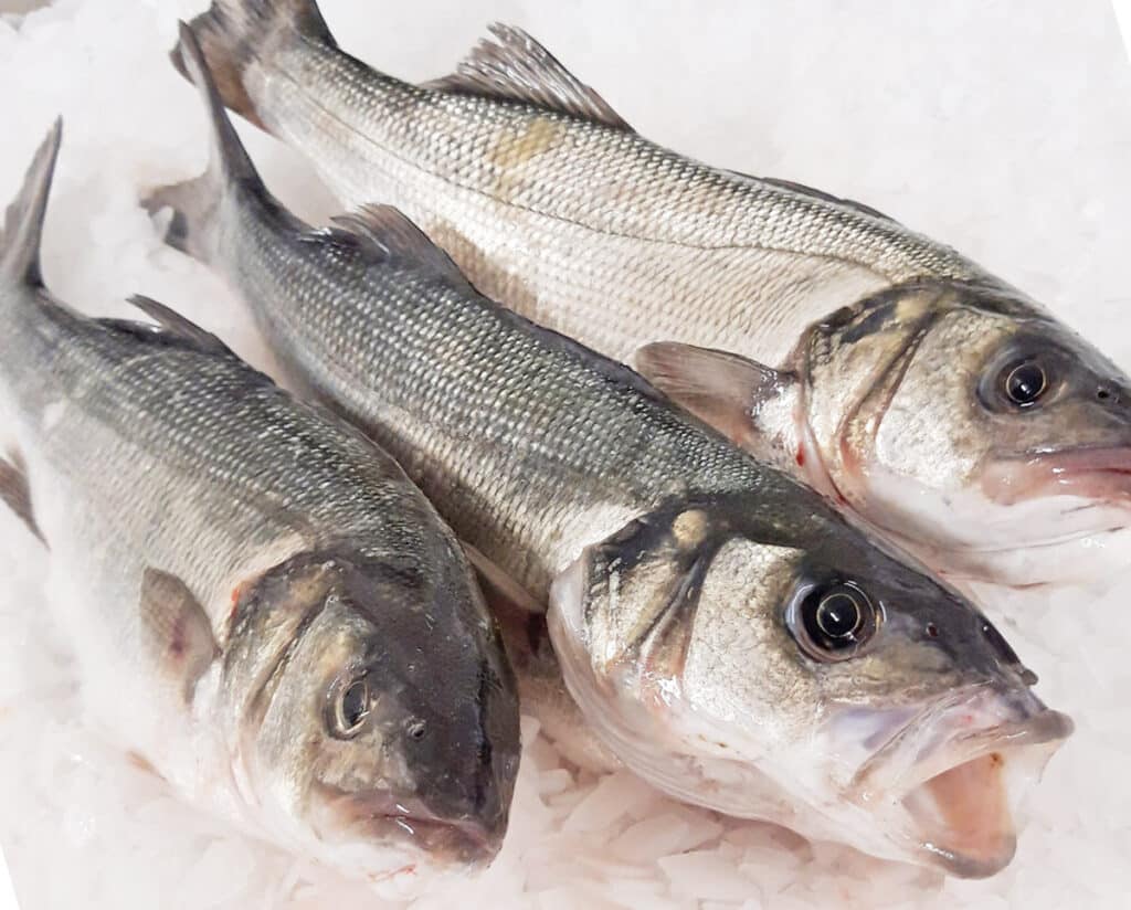 Bouillon d’os, poisson, abats : quels aliments bretons riches en collagène ? Bouillon d’os, poisson, abats : quels aliments bretons riches en collagène ?