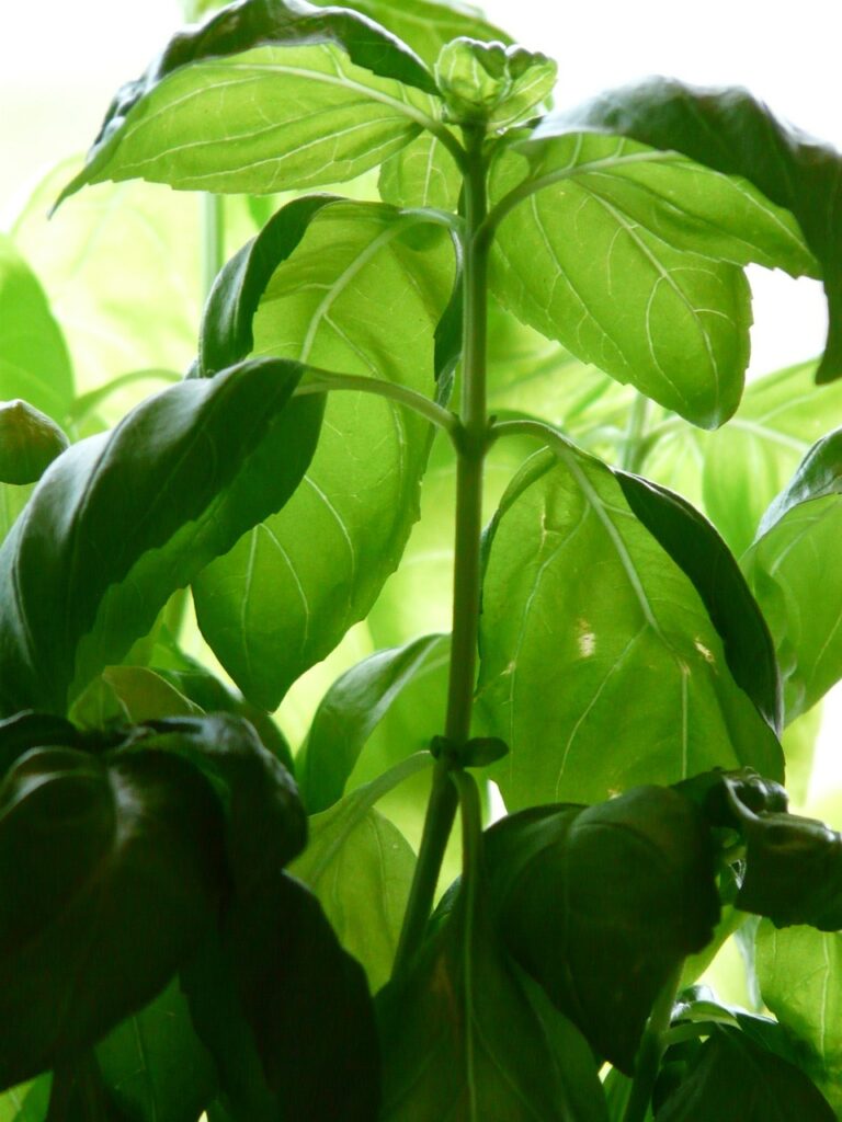 Basilic Perpétuel : Aromatique, Vivace et Esthétique