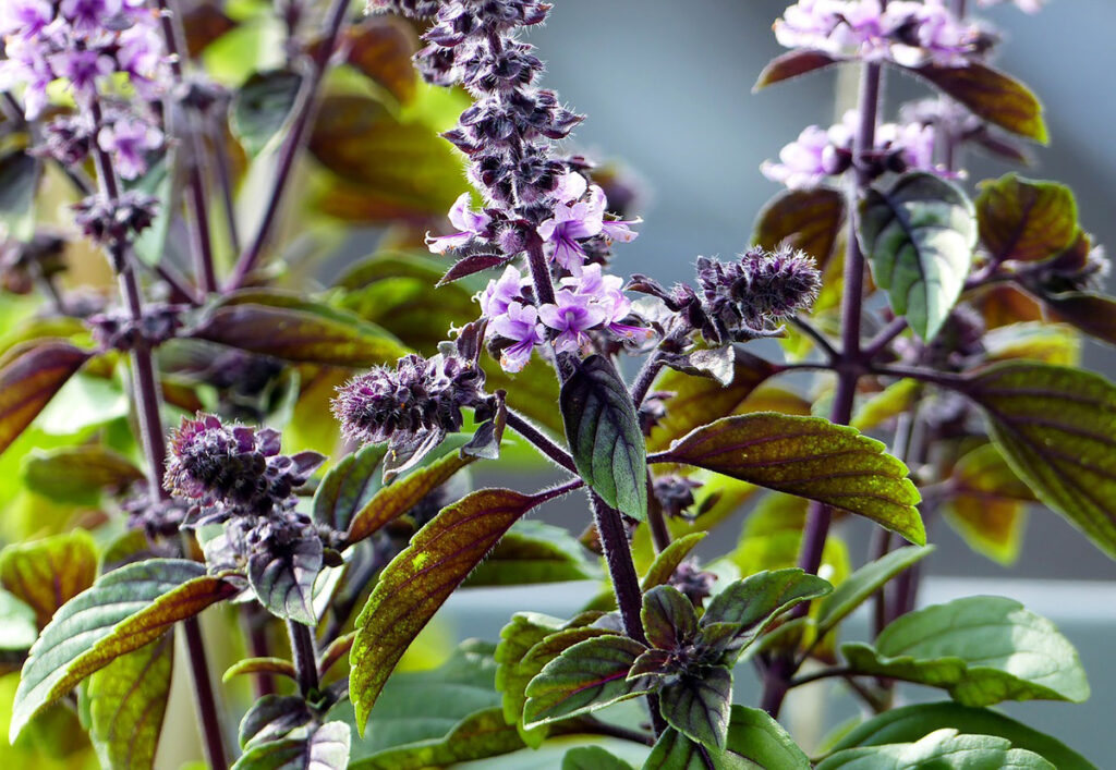 Basilic Perpétuel : Aromatique, Vivace et Esthétique