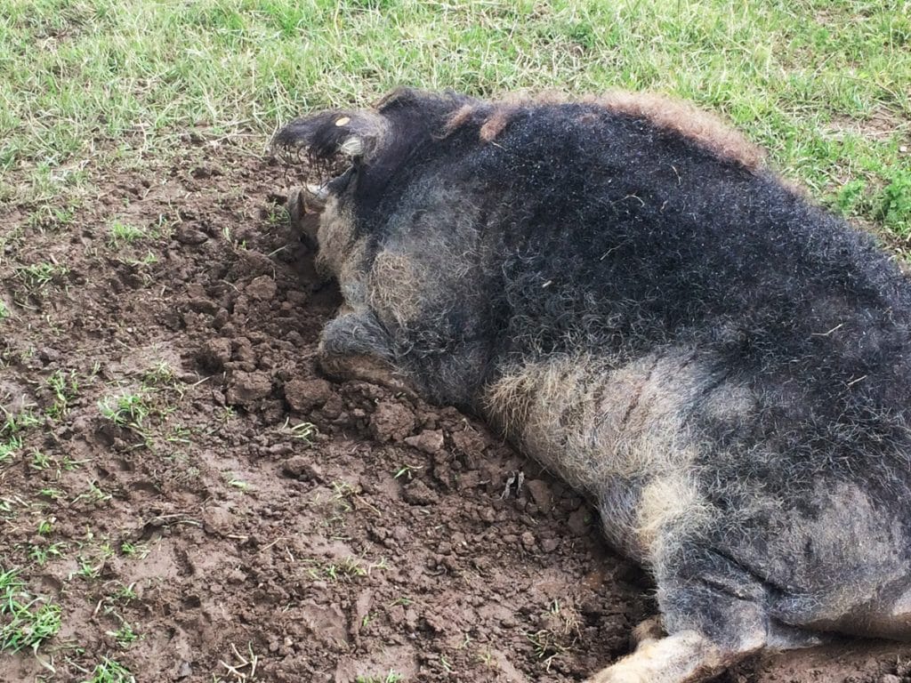 Qu'est-ce que le bien-être animal ?