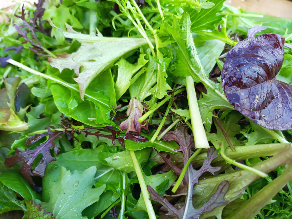 Les bienfaits de la salade verte : santé & astuces Les bienfaits de la salade verte : santé & astuces