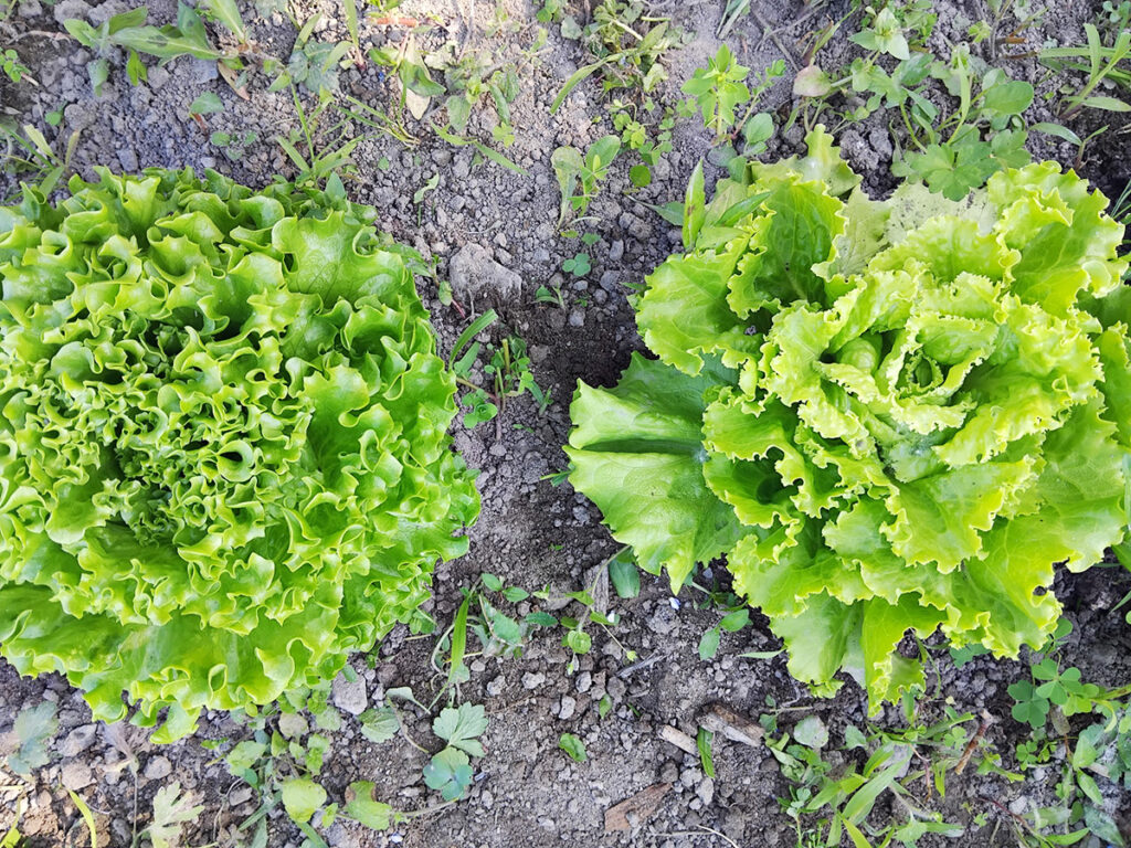 Les bienfaits de la salade verte : santé & astuces Les bienfaits de la salade verte : santé & astuces