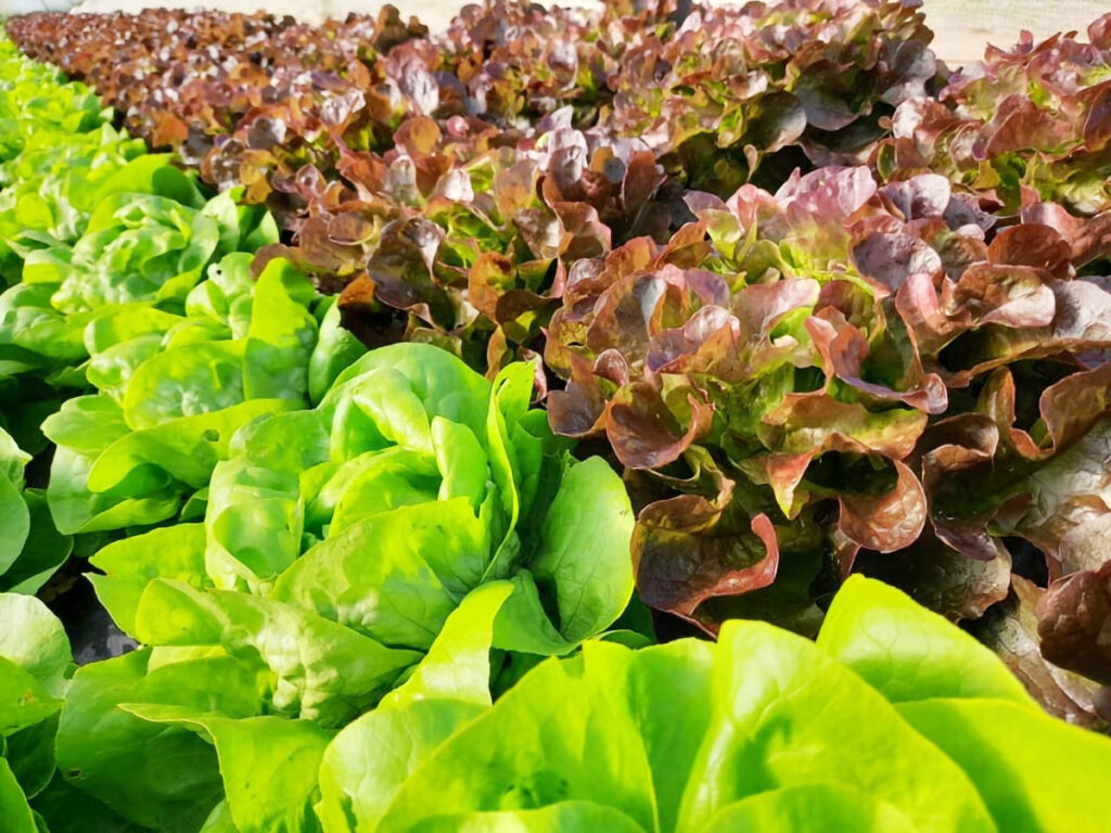 Les bienfaits de la salade verte : santé & astuces Les bienfaits de la salade verte : santé & astuces