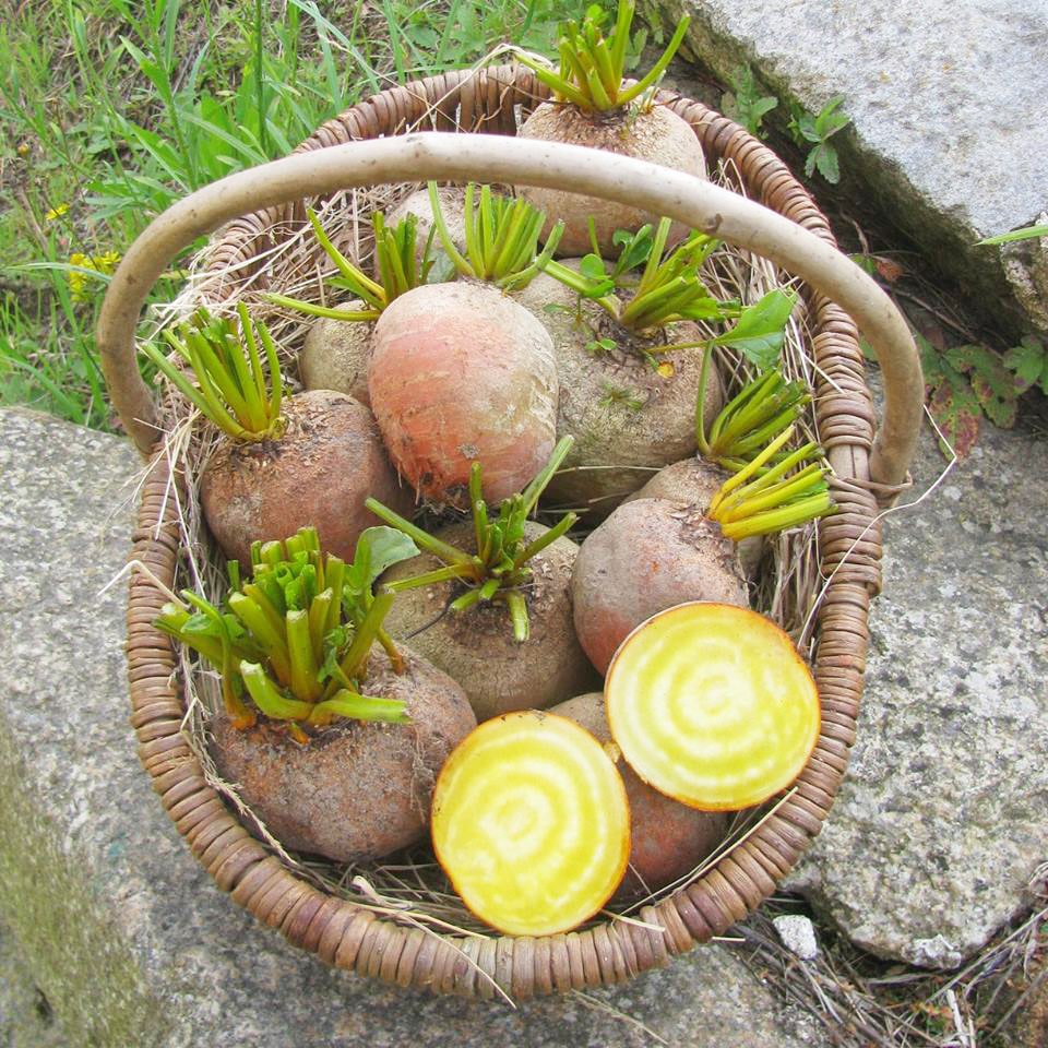 Paniers de légumes en direct du producteur : local et de saison
