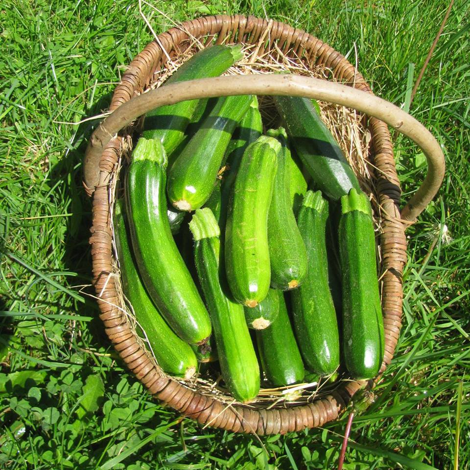 Paniers de légumes en direct du producteur : local et de saison