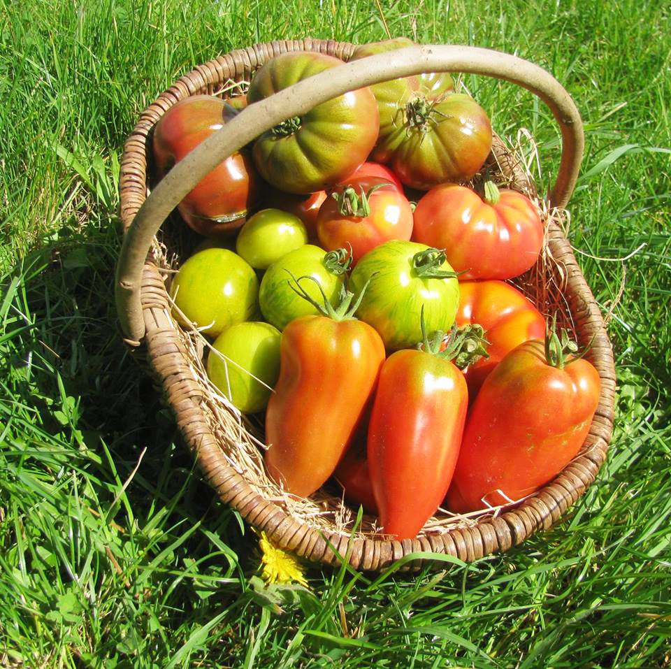 Paniers de légumes en direct du producteur : local et de saison