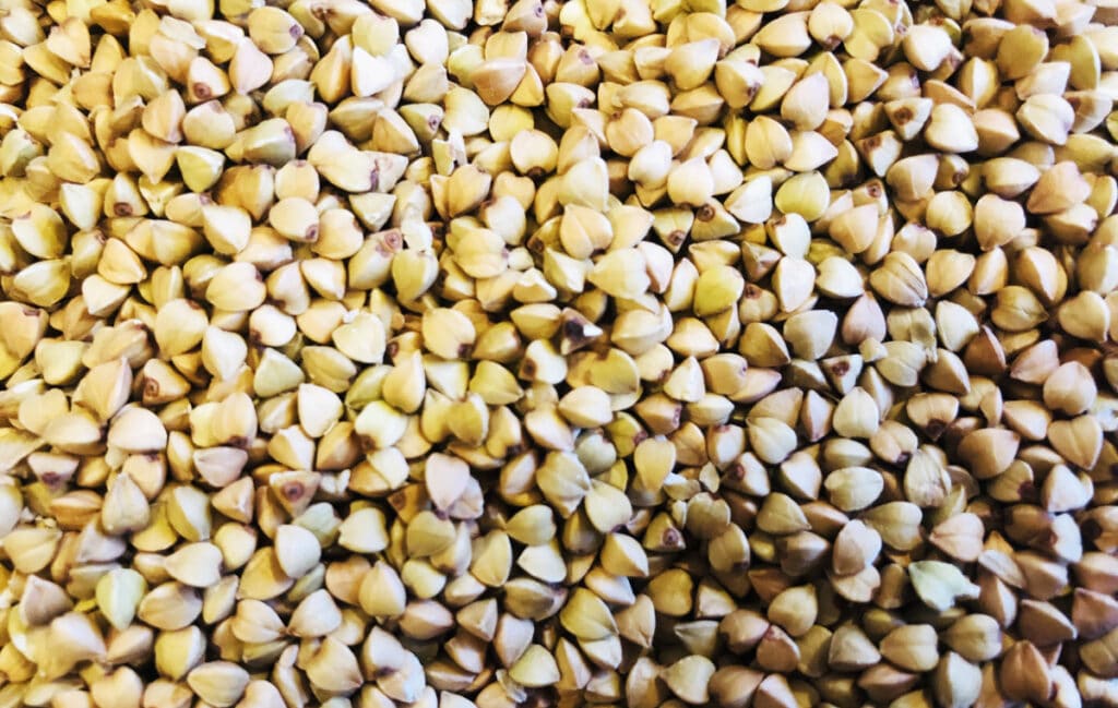 Sarrasin vert : utilité agronomique et bienfaits nutritionnels Sarrasin vert : utilité agronomique et bienfaits nutritionnels