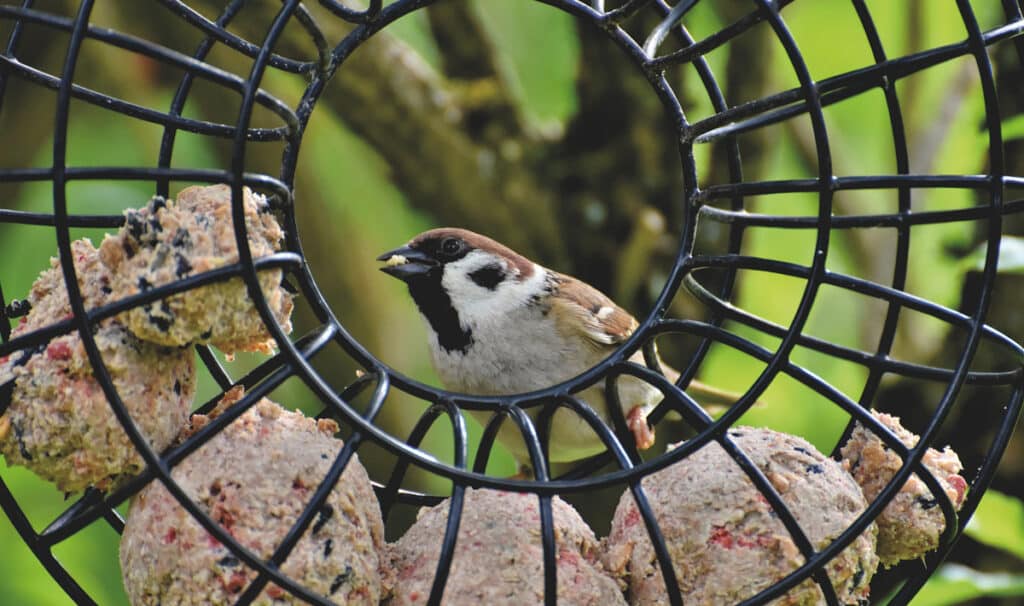 Top 10 des animaux et insectes utiles et à favoriser dans votre jardin