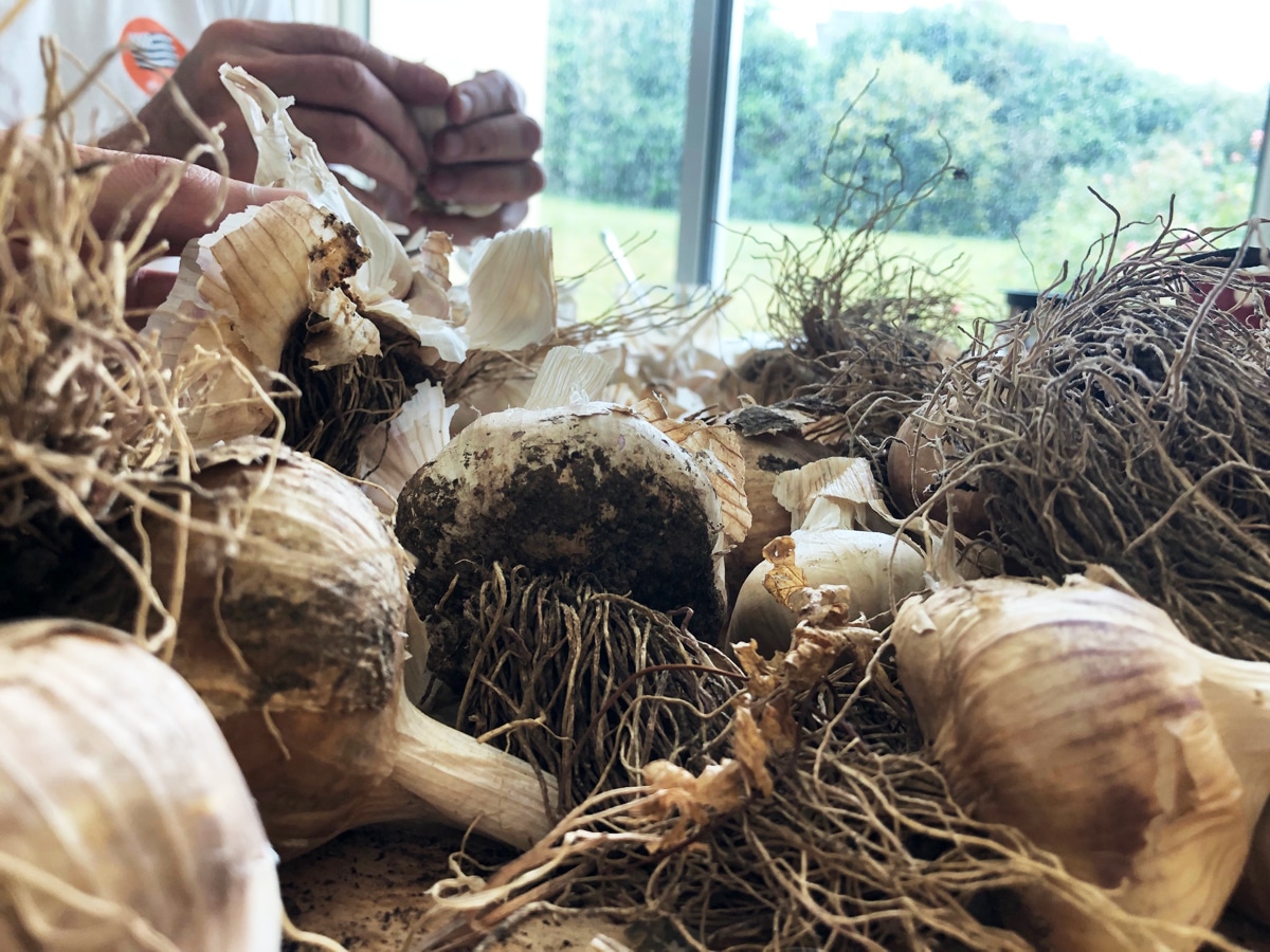 Cagettes de légumes de saison : On a comparé les prix pour vous !