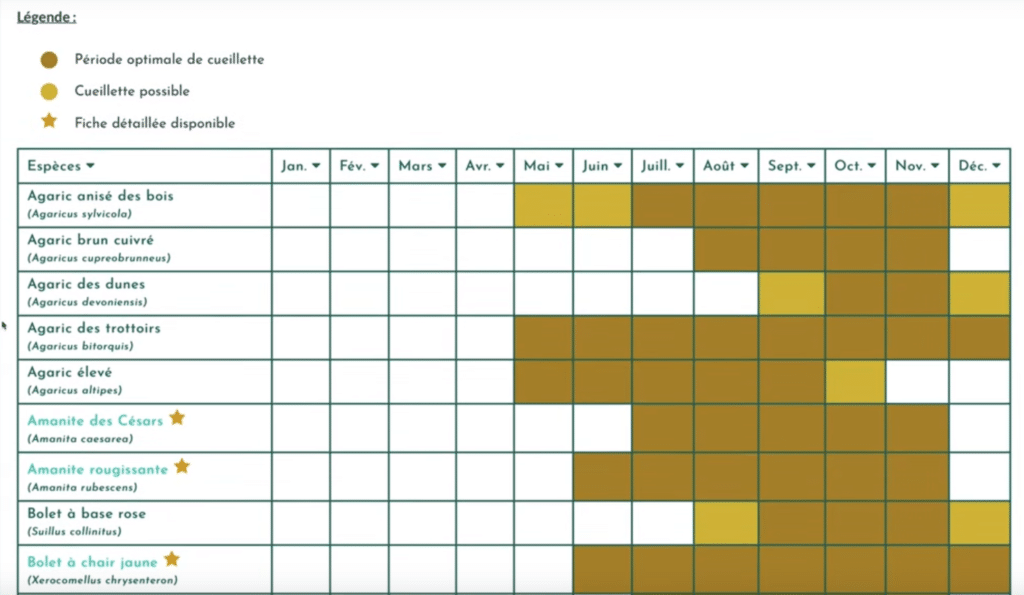 Cueillir des champignons en toute sécurité et tranquillité, grâce à cette formation
