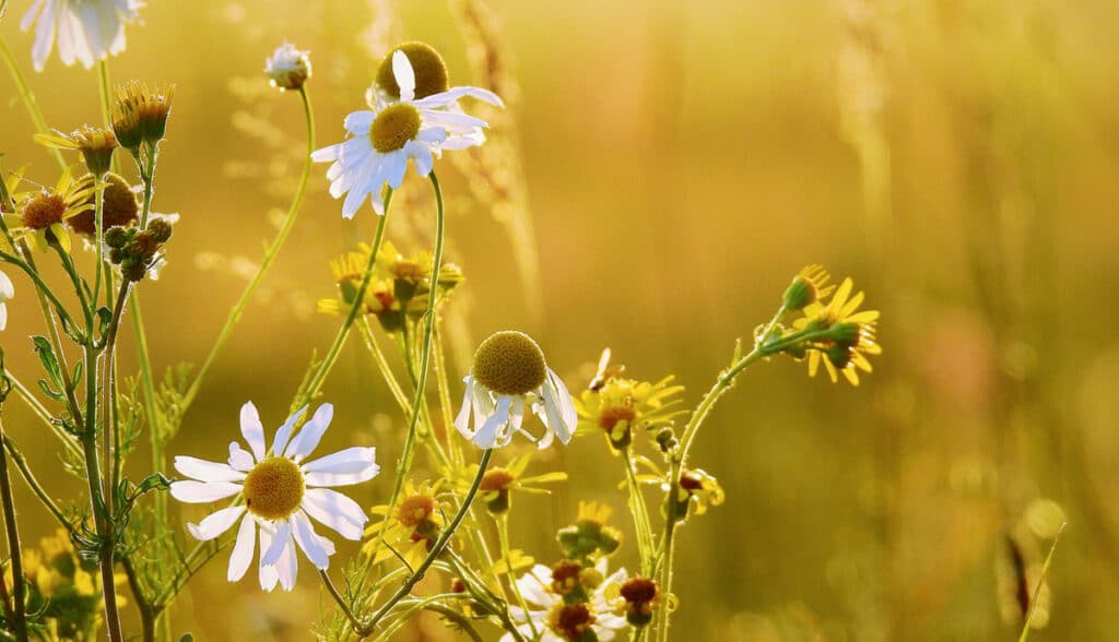 Top 10 des plantes aromatiques utiles au jardin et au potager