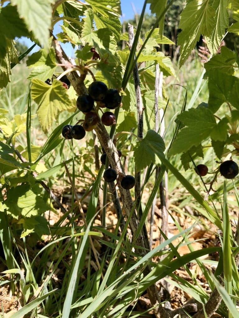Comment faire une haie gourmande dans son jardin ? Nos conseils Comment faire une haie gourmande dans son jardin ? Nos conseils