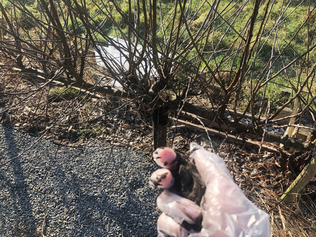 Comment utiliser la cendre au jardin et au potager ? Nos conseils et astuces