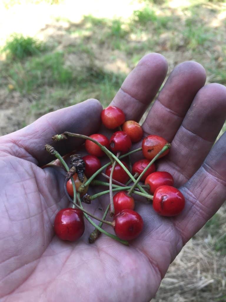La forêt-jardin : Qu'est-ce que c'est ? Comment en faire une chez soi ?