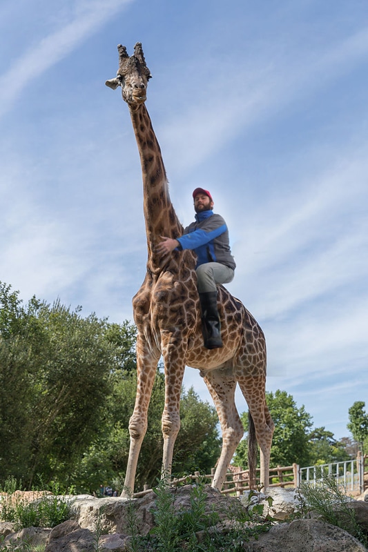Gwenal, éleveur de girafes à Combrit !