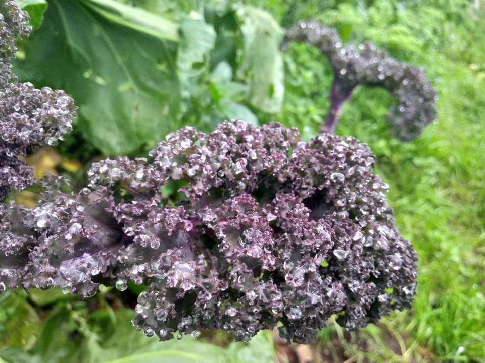 Le chou kale ou chou frisé : saison, bienfaits, comment le cuisiner ?...