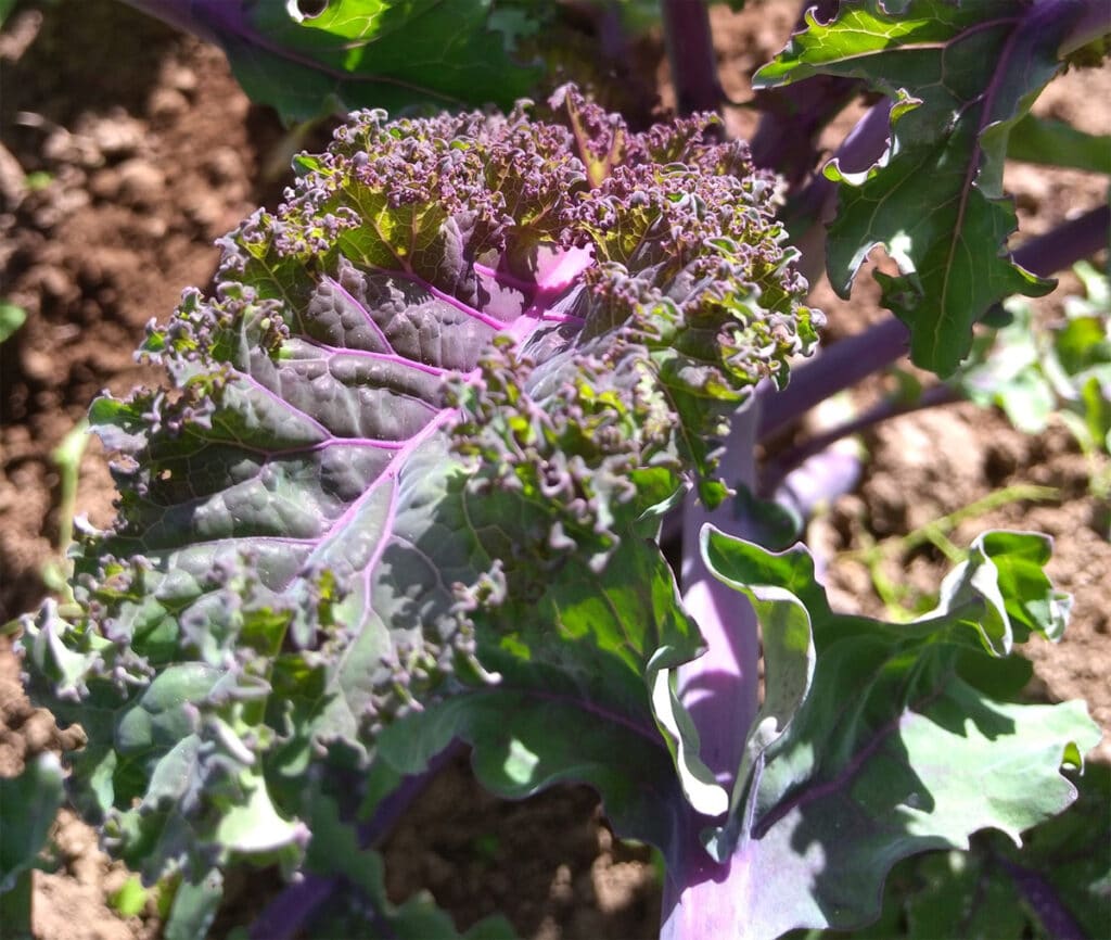 Top 15 des légumes anciens et oubliés [Liste + Conseils cuisine]