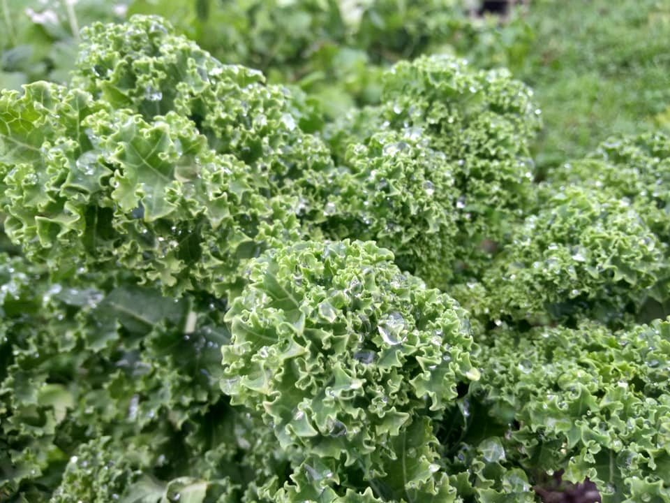 Le chou kale ou chou frisé : saison, bienfaits, comment le cuisiner ?...