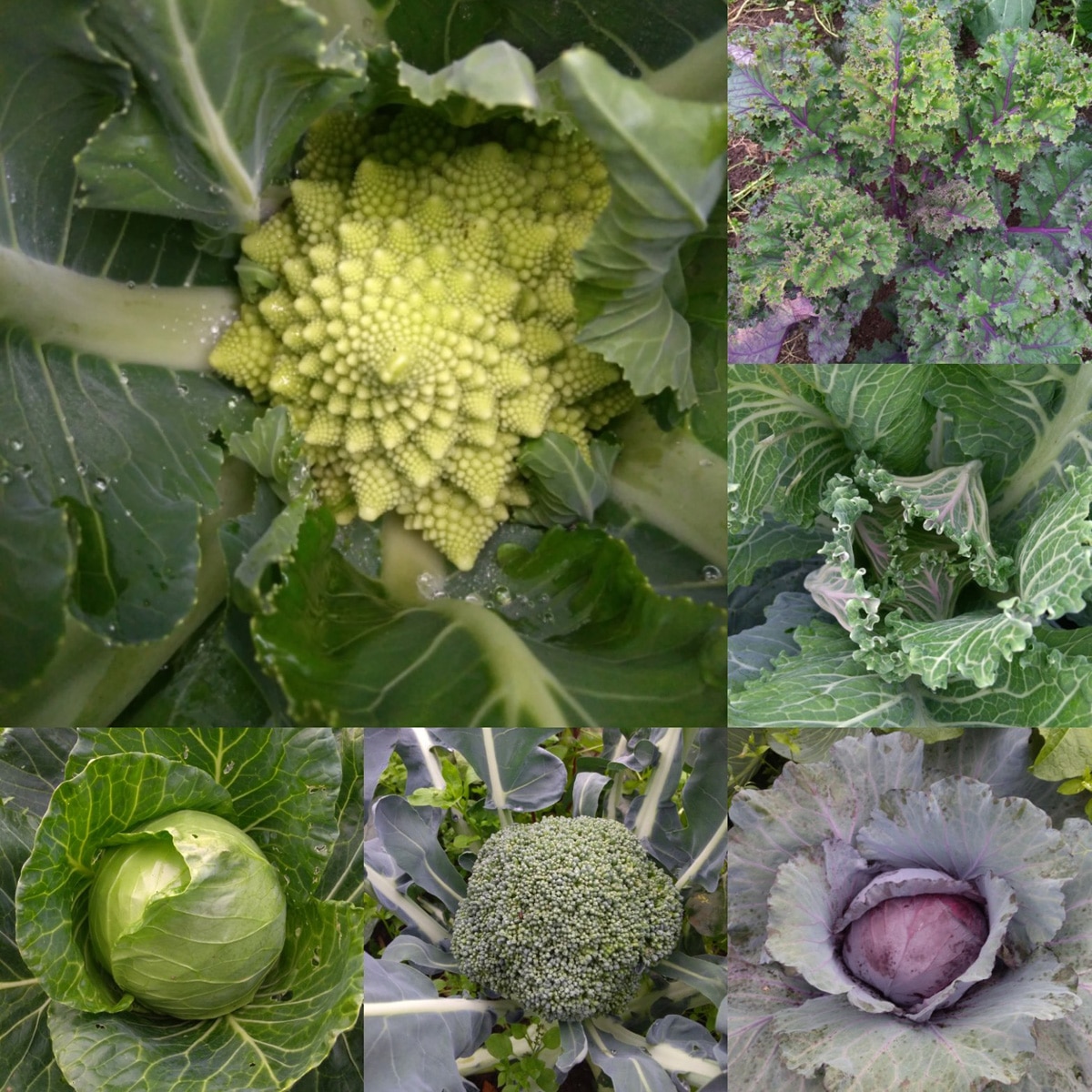 Légumes et fruits de saison - Novembre [CALENDRIER + LISTE]
