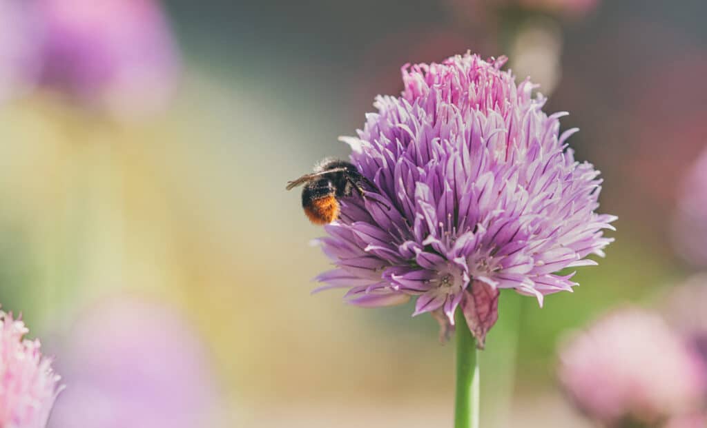 Top 10 des plantes aromatiques utiles au jardin et au potager