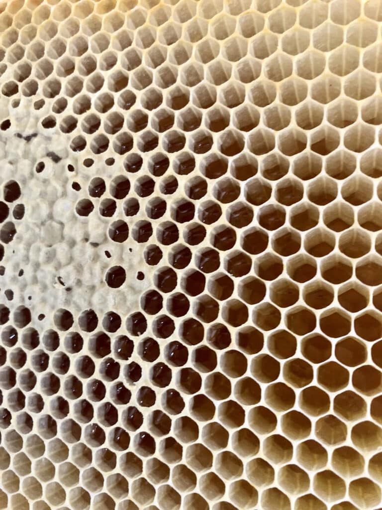 Cire d’abeille : Qu’est-ce que c’est ? Quels bienfaits ? Comment l’utiliser ? Cire d’abeille : Qu’est-ce que c’est ? Quels bienfaits ? Comment l’utiliser ?