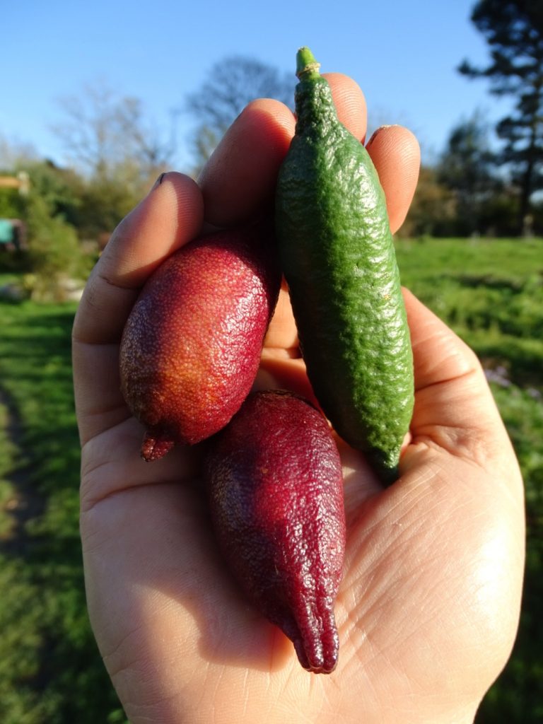 Légumes et fruits de saison - Décembre [CALENDRIER + LISTE]