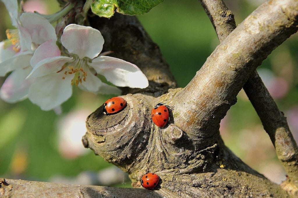 Lutter contre les nuisibles avec des coccinelles : intérêt et mode d'emploi