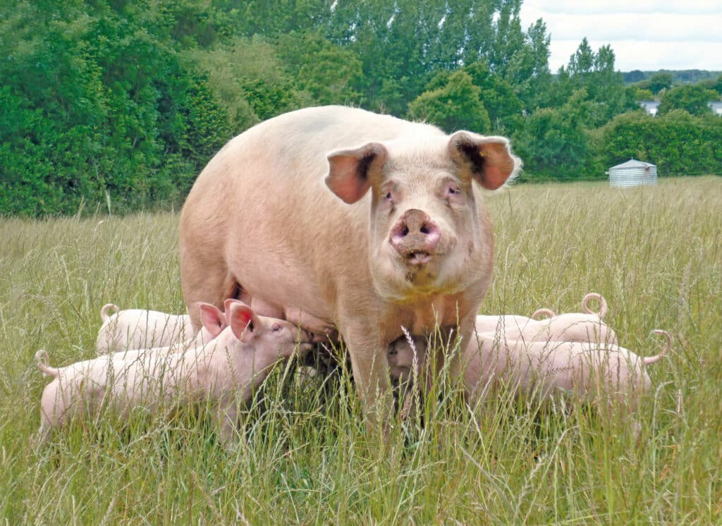 La graisse salée : bretonne, gourmande et historique ! La graisse salée : bretonne, gourmande et historique !