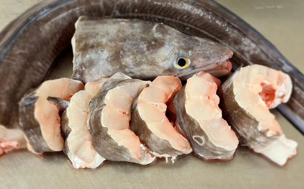Le Congre : Quelle saison ? Comment le cuisiner ? Idées recettes ?
