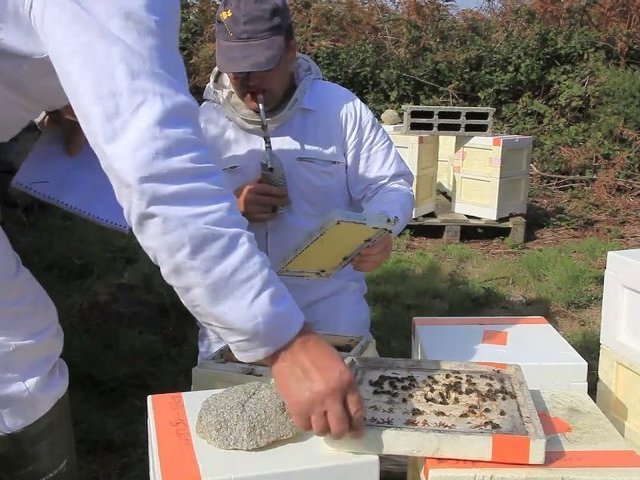 L'Abeille noire : Une abeille locale et rustique, en danger...