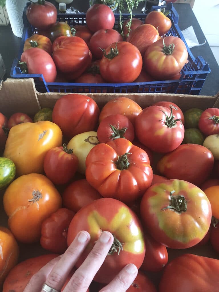 Quelle est la saison de la Tomate en France ? Calendrier et Explications