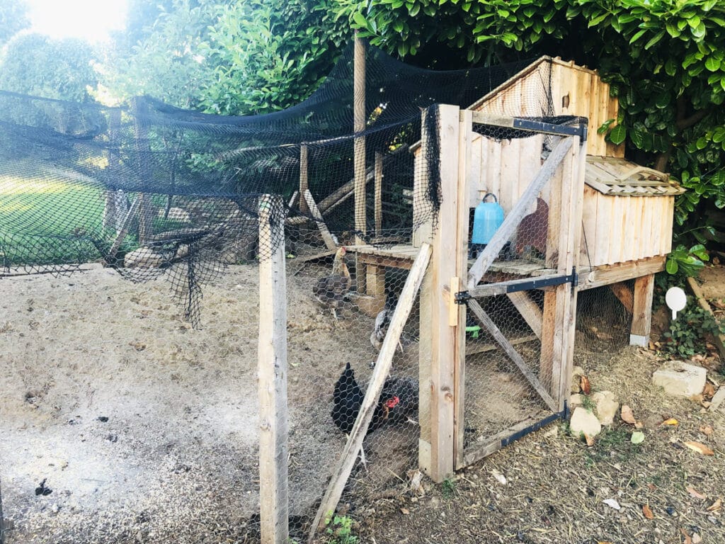 Avoir des poules (et des œufs) : Une formation en ligne pour tout savoir