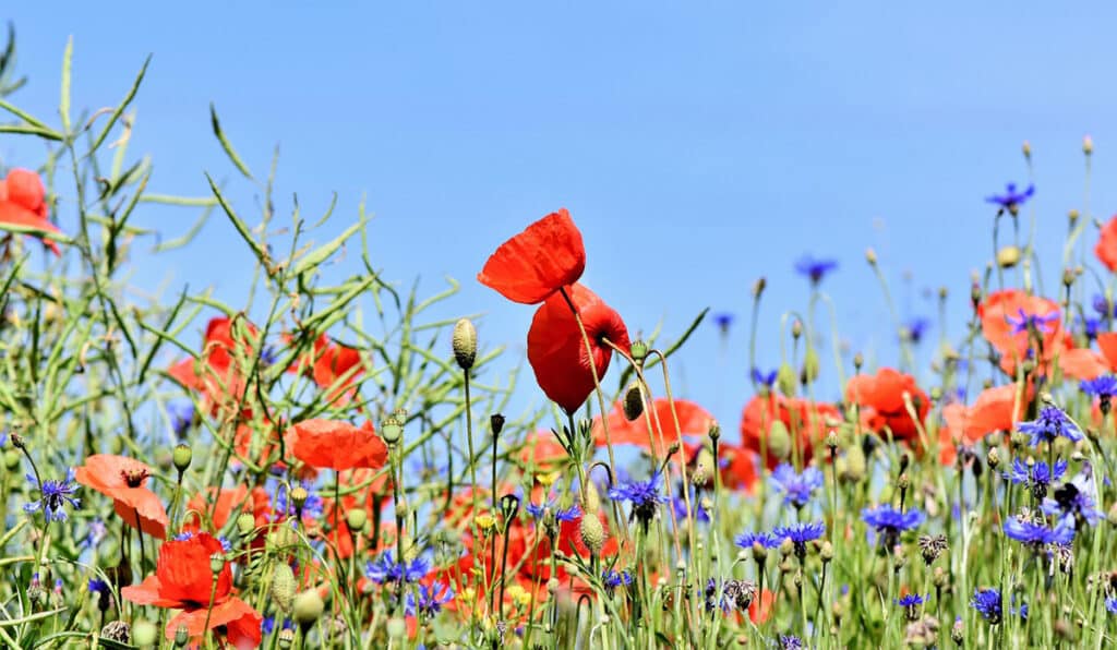 Plantes mellifères : Quand et Quoi semer ? Liste et Guide complet