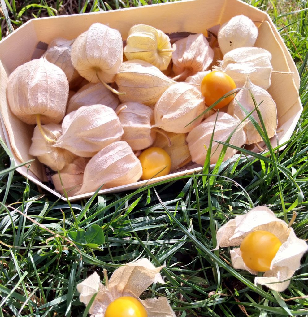 Coqueret du Pérou : origine, saison, dégustation… on te dit tout !