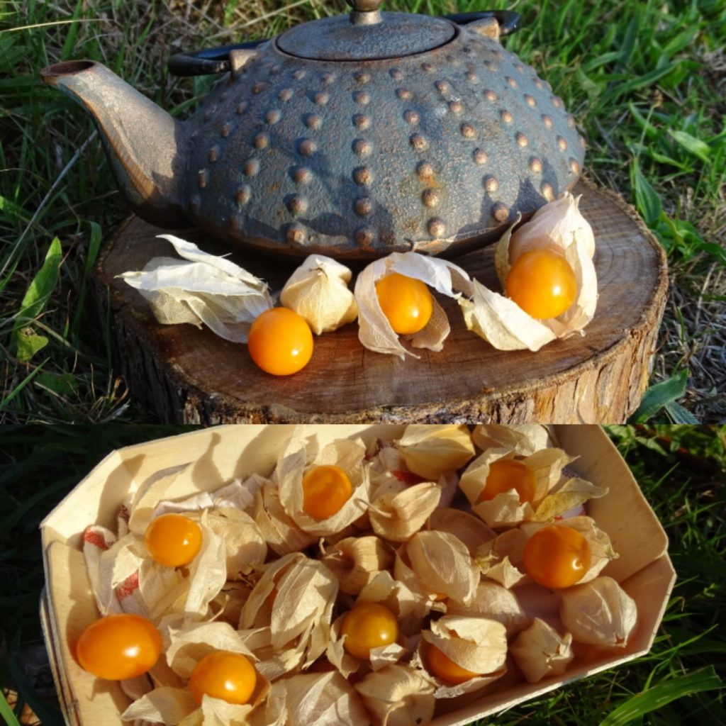Coqueret du Pérou : origine, saison, dégustation… on te dit tout !