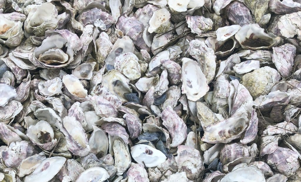 Coquilles d'huîtres : Idées de recyclage pour le jardin... mais pas que !