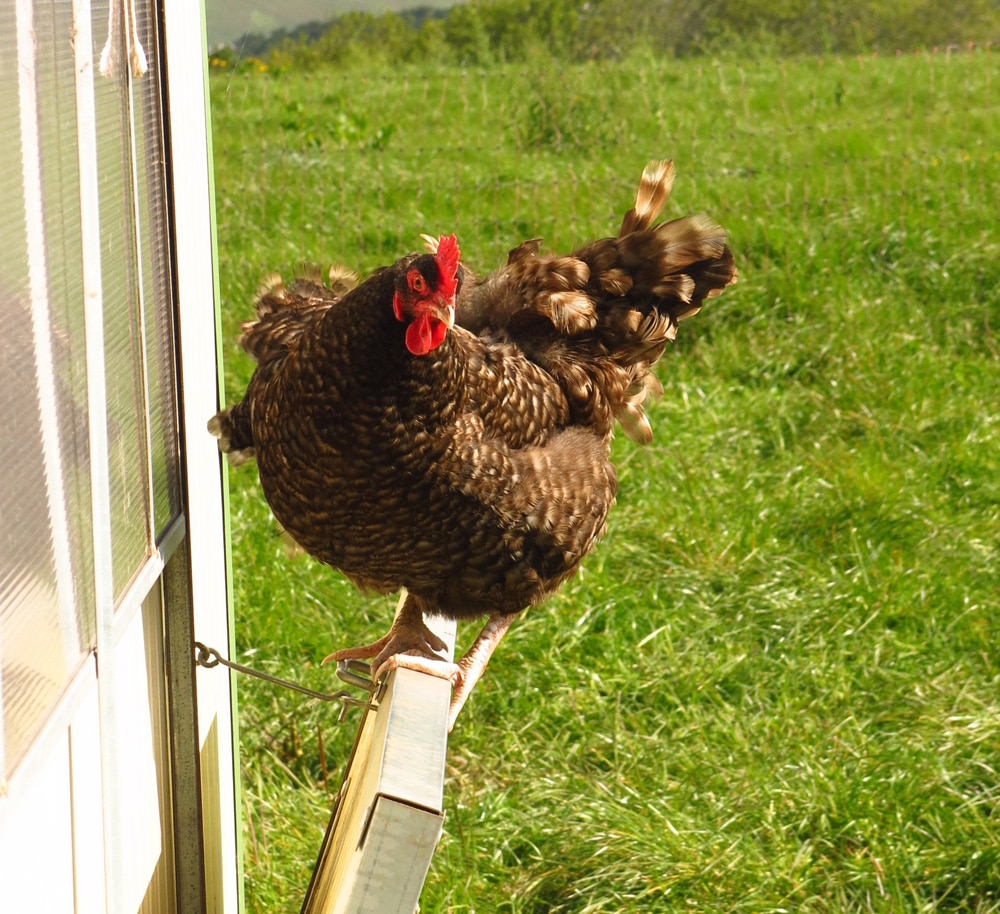 Comment élever des poules chez soi ? [GUIDE]